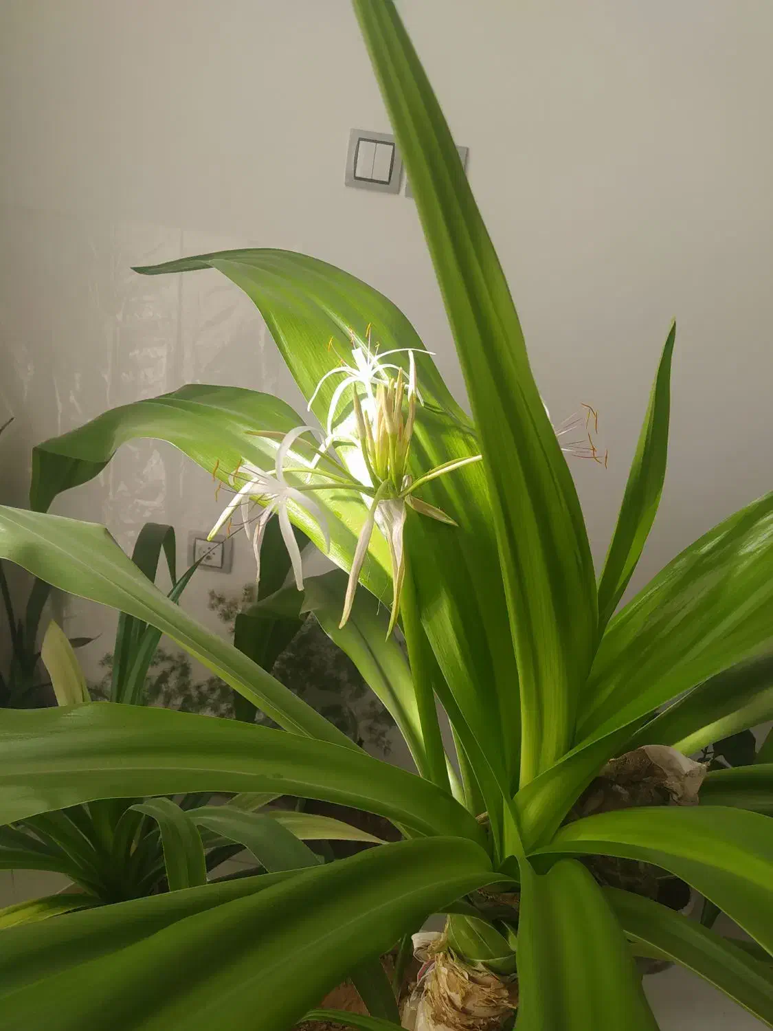 گل ذرتی|گل و گیاه طبیعی|فسا, |دیوار