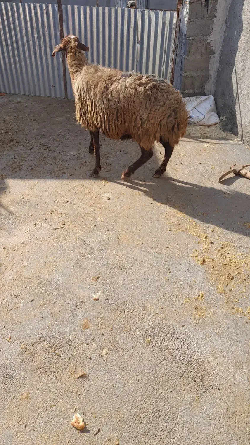 گوسفند|حیوانات مزرعه|شیروان (خراسان), |دیوار