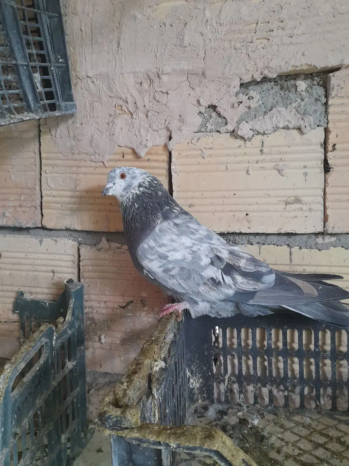 کبوتر پرشی|پرنده|ارومیه, |دیوار