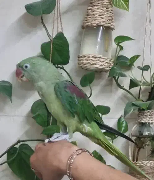 جوجه شاه طوطی نر|پرنده|ساری, |دیوار