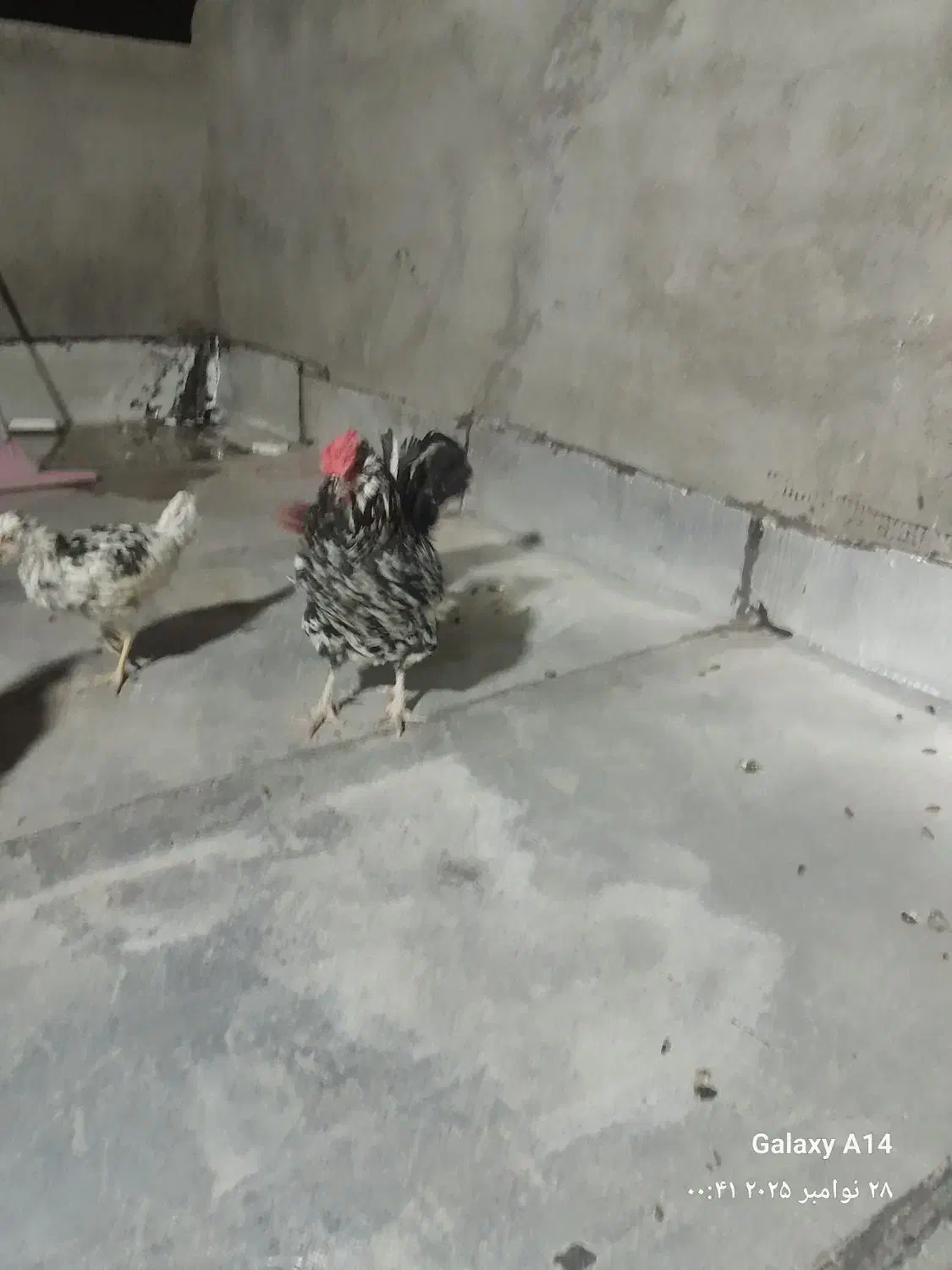 ۵عددمرغ گلین جوان تخمگذار|حیوانات مزرعه|قم, سید معصوم|دیوار