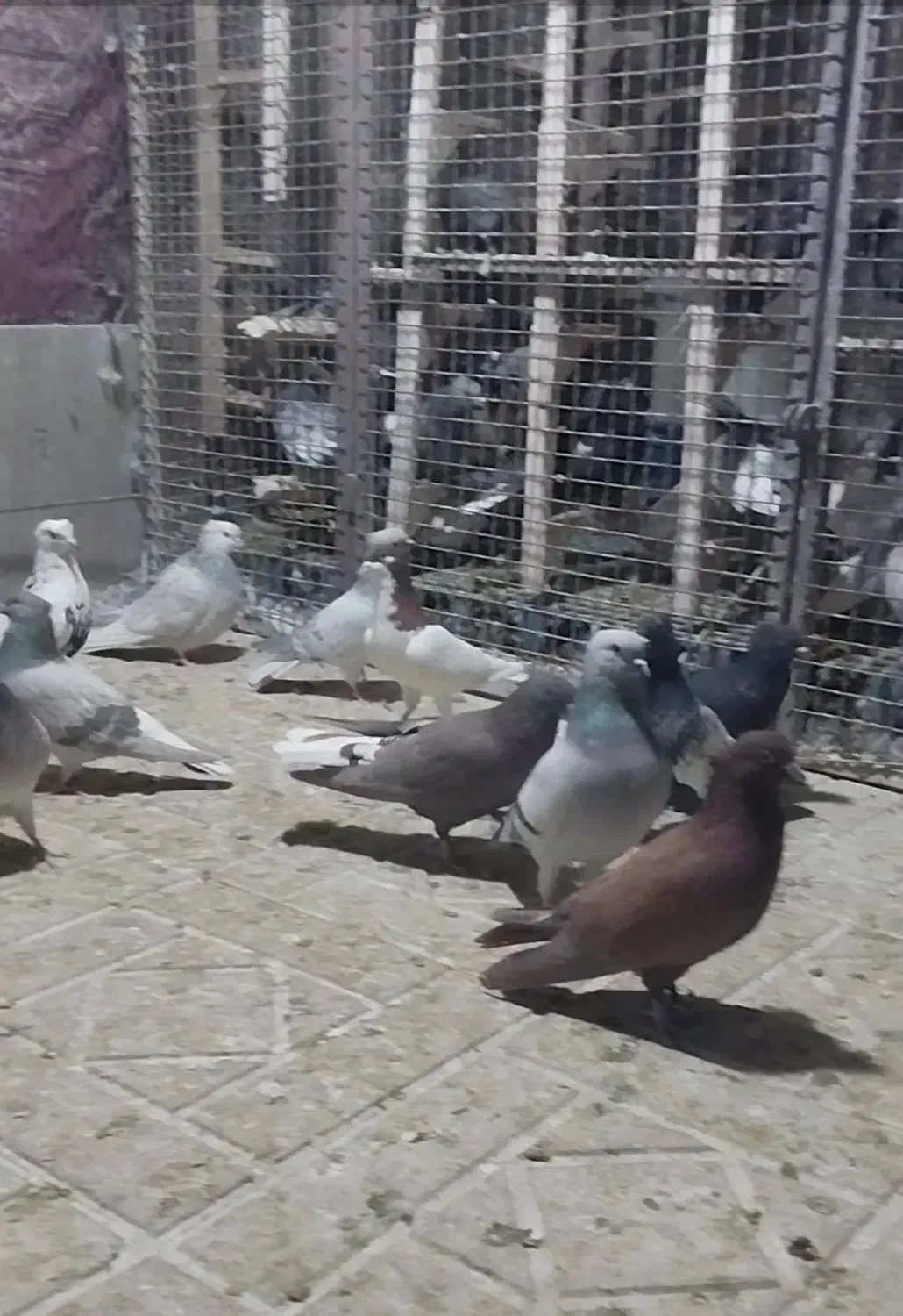 کفتر سینه سبز و سوسنی و دم سفید و دمبی و ابی|پرنده|صدرا-فارس, فاز ۲|دیوار