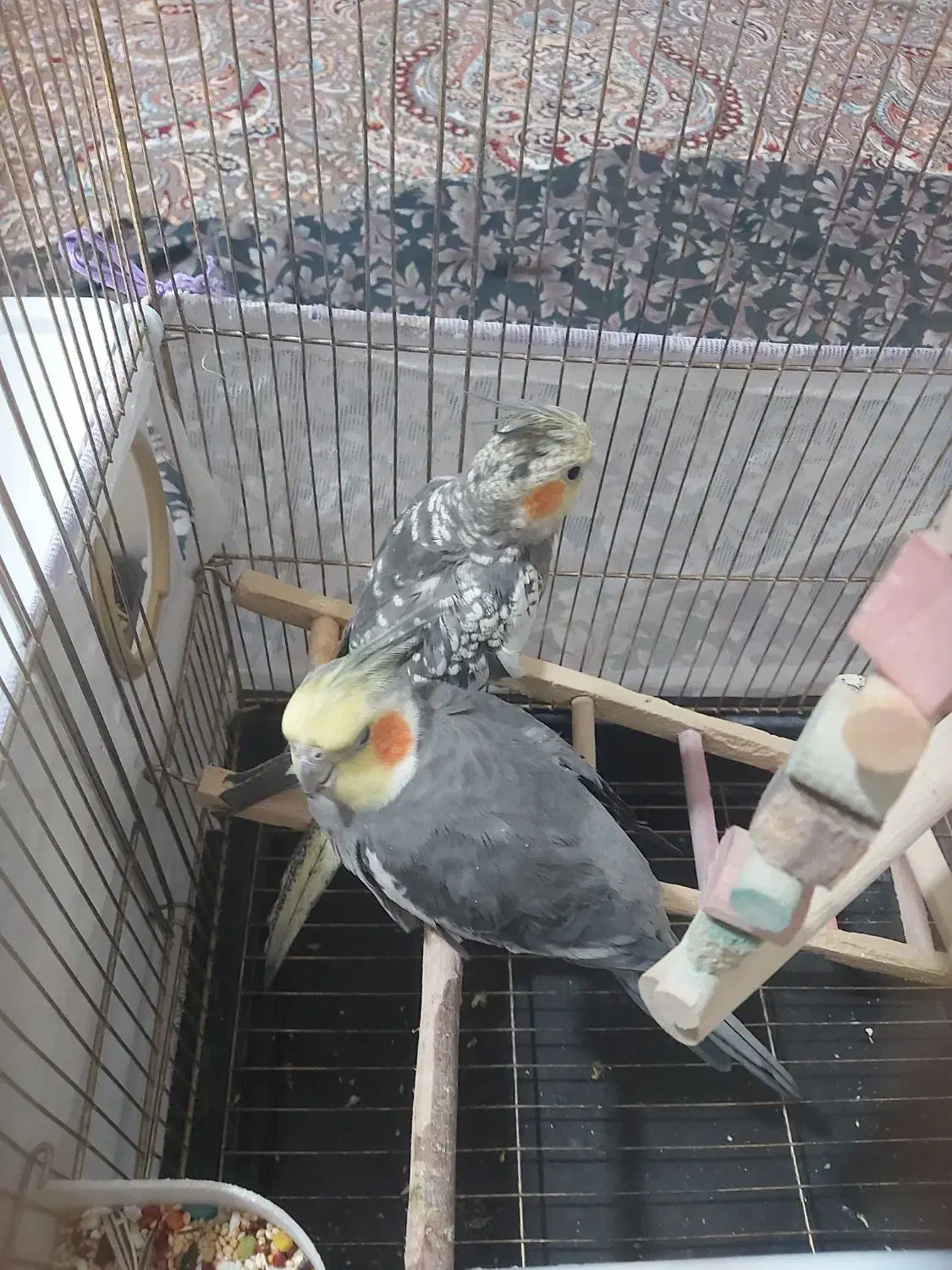 عروس هلندی نژاد خاکستری|پرنده|سرپل ذهاب, |دیوار