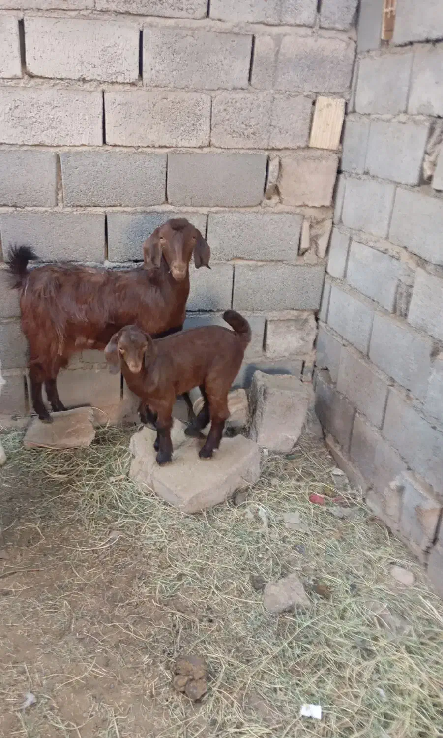 روداب غربی روستای قادرآباد|حیوانات مزرعه|نرماشیر, |دیوار