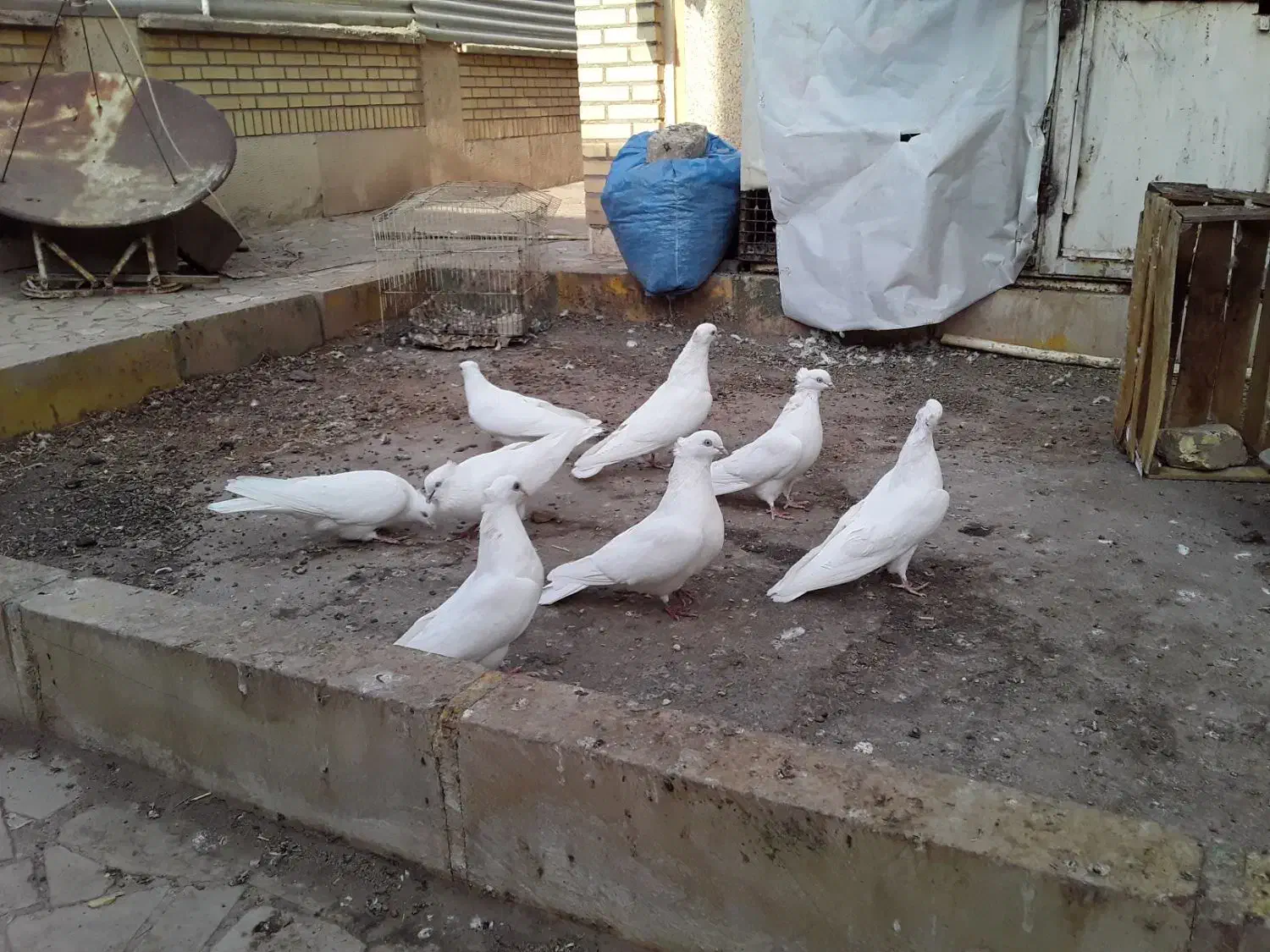 سلام فروش ۸کبوتر سفید کلایی چشم سفید|پرنده|بم, |دیوار