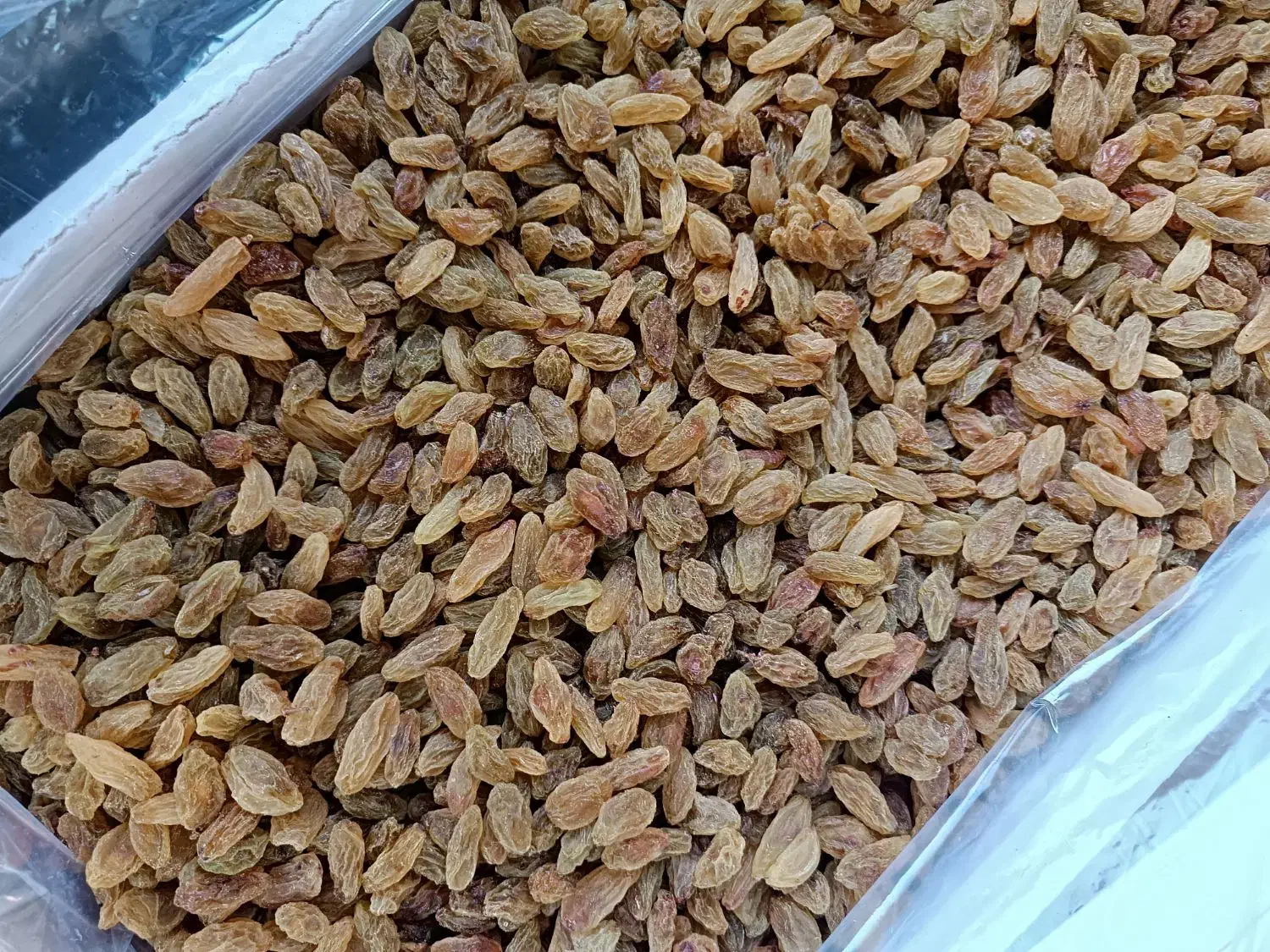 کشمش سبز خلیل آباد|عمدهفروشی|سبزوار, امیر کبیر|دیوار