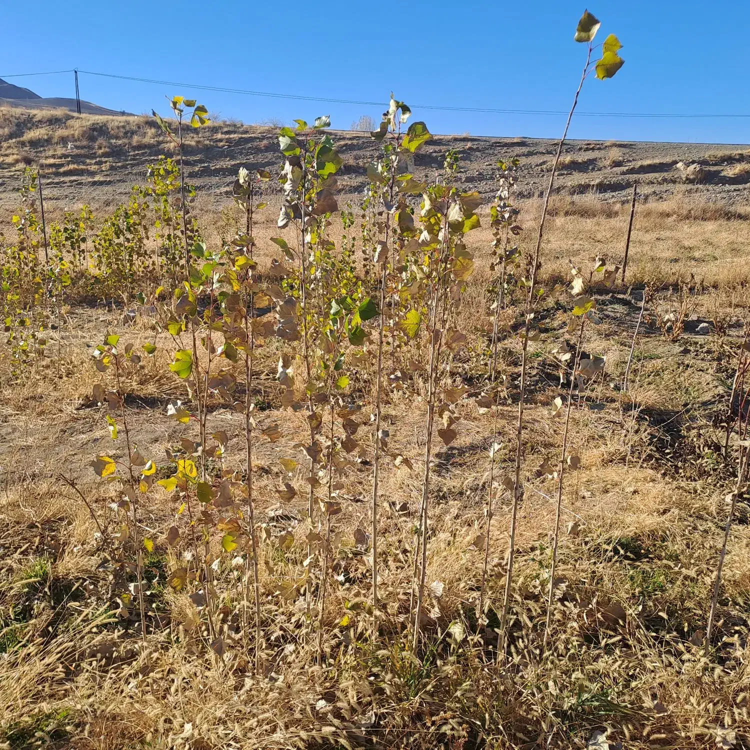 ۱۰ تن کاه|لوازم جانبی حیوانات|دیواندره, |دیوار