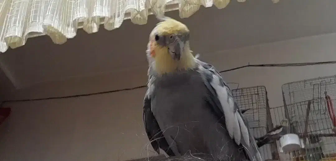 عروس هلندی|حیوانات|ورامین, ورامین|دیوار