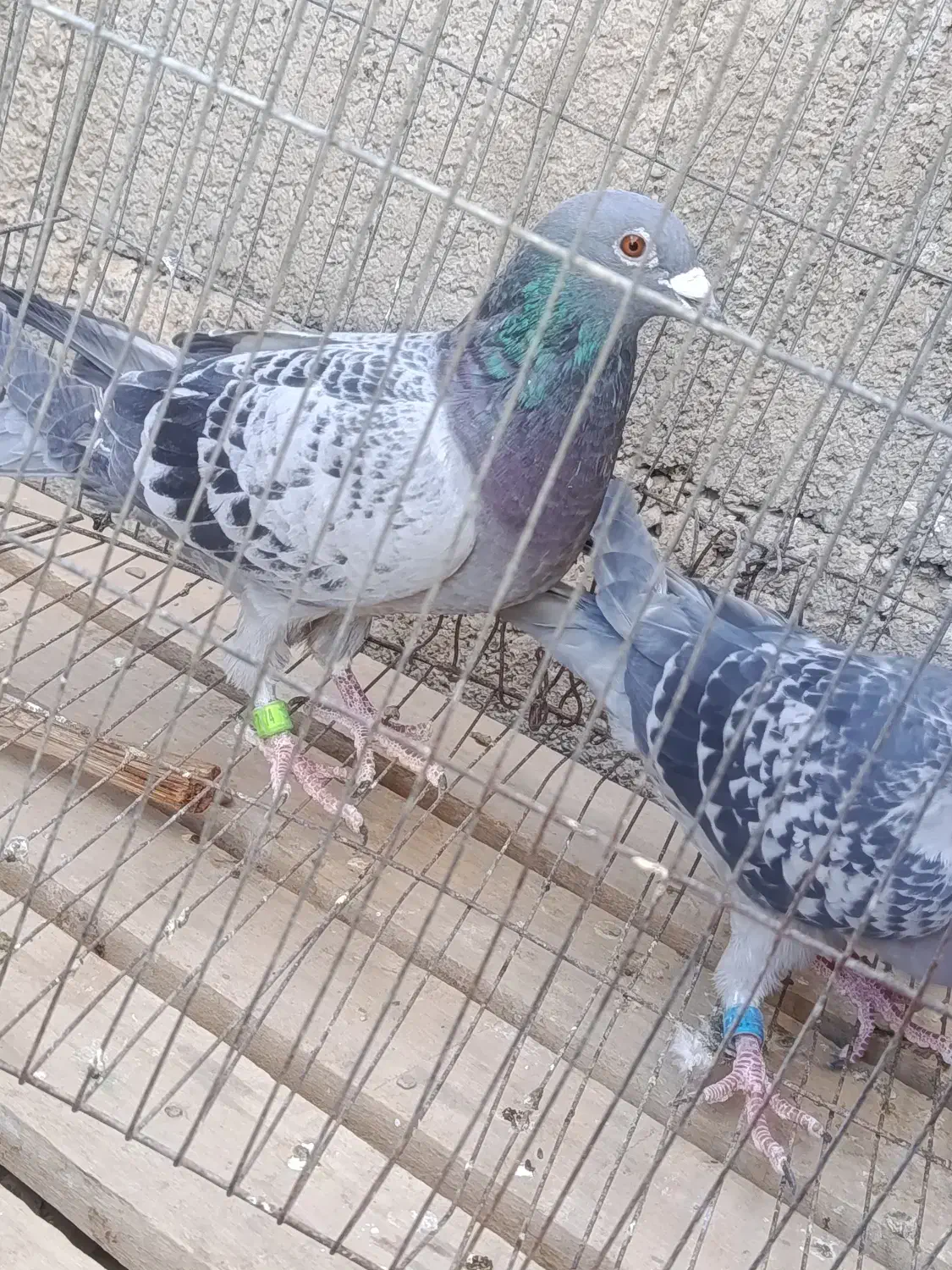 کبوتر|پرنده|خاش, |دیوار