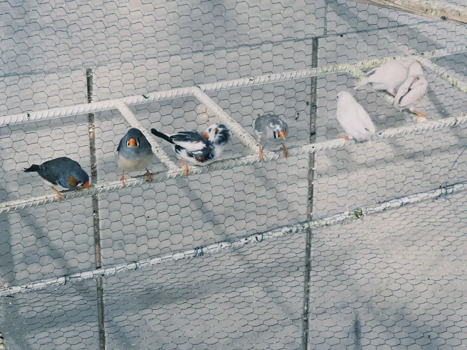 جفت مولد فنچ|پرنده|سیرجان, |دیوار