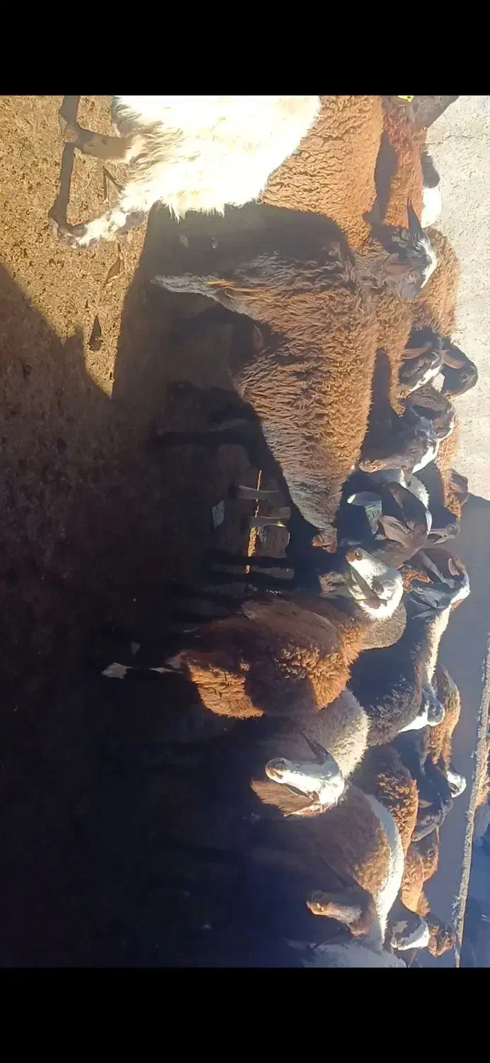 ۳۹ راس کاور افشاری آوستن|حیوانات مزرعه|تربتحیدریه, حاجی یار|دیوار