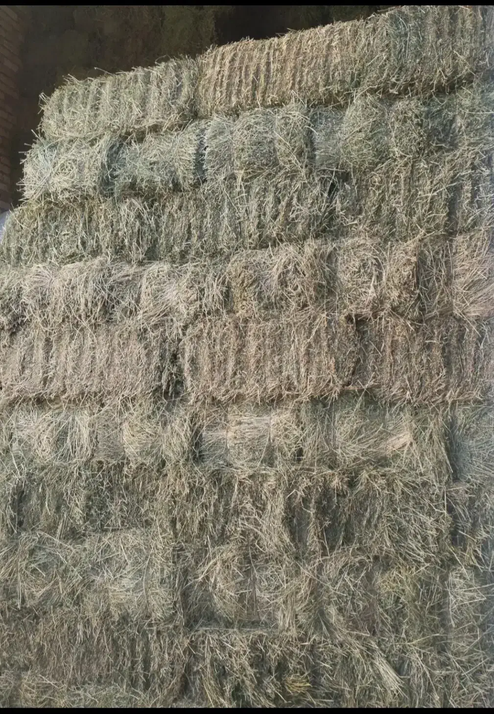 یونجه چینی ۲|عمده‌فروشی|تاکستان, |دیوار