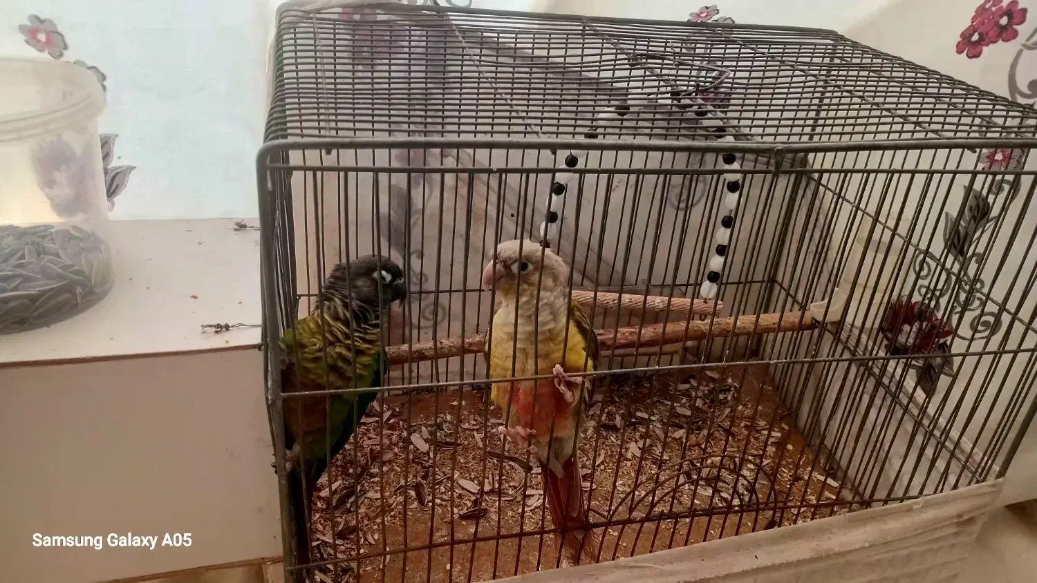 جفت نرماده جوان.طوطی گرینچیک|پرنده|خمینی‌شهر, |دیوار