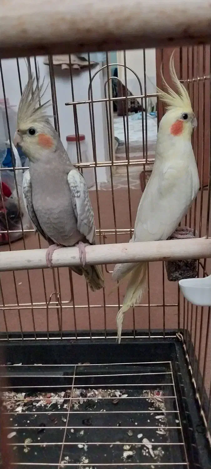 عروس هلندی|پرنده|گرمی, |دیوار