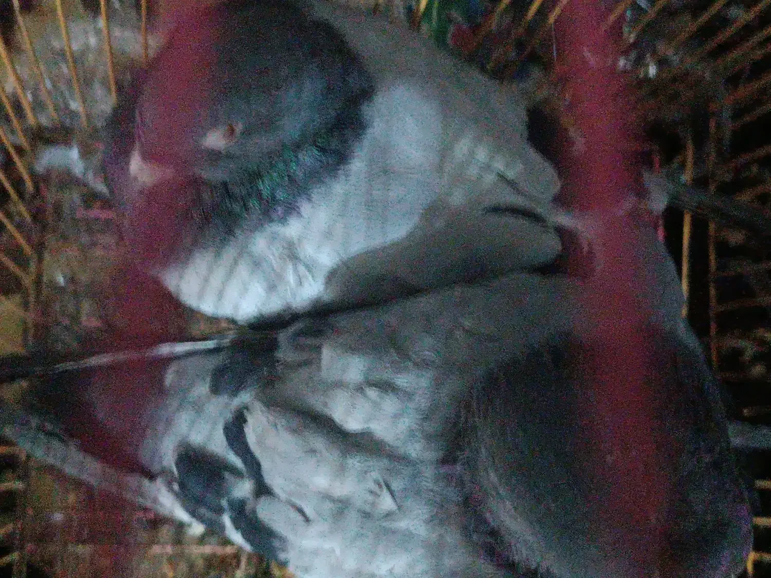 کفتر پولکی سبز|پرنده|سلامی, |دیوار