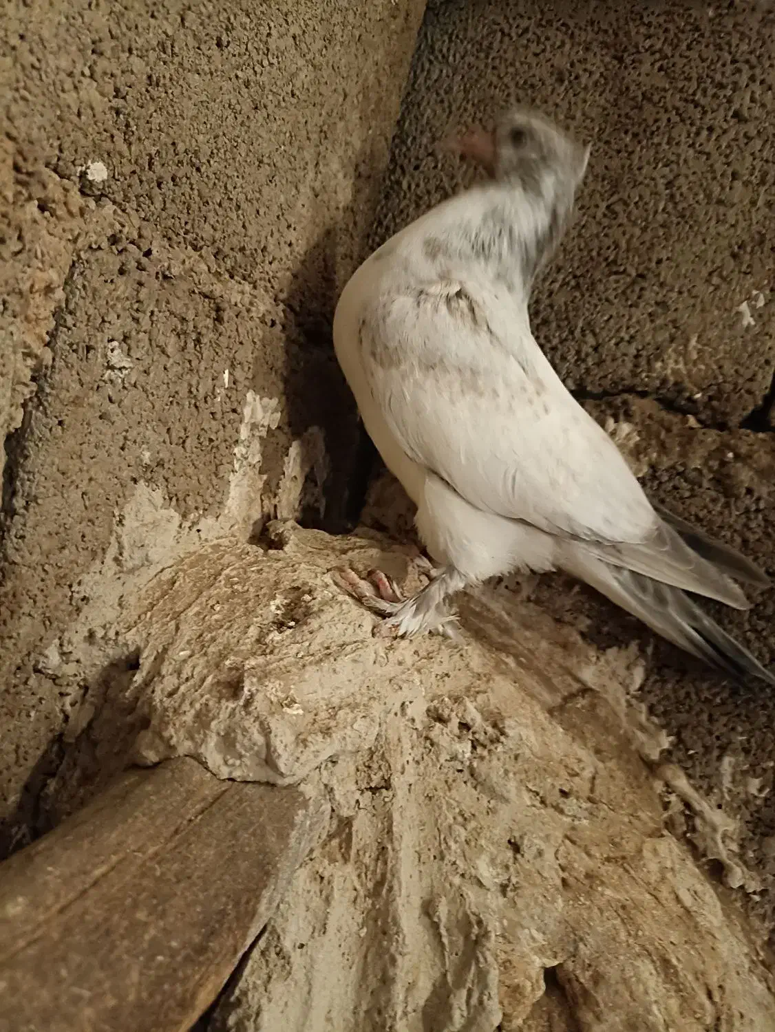 کبوتر|پرنده|رودشت (چهارمحال و بختیاری), |دیوار