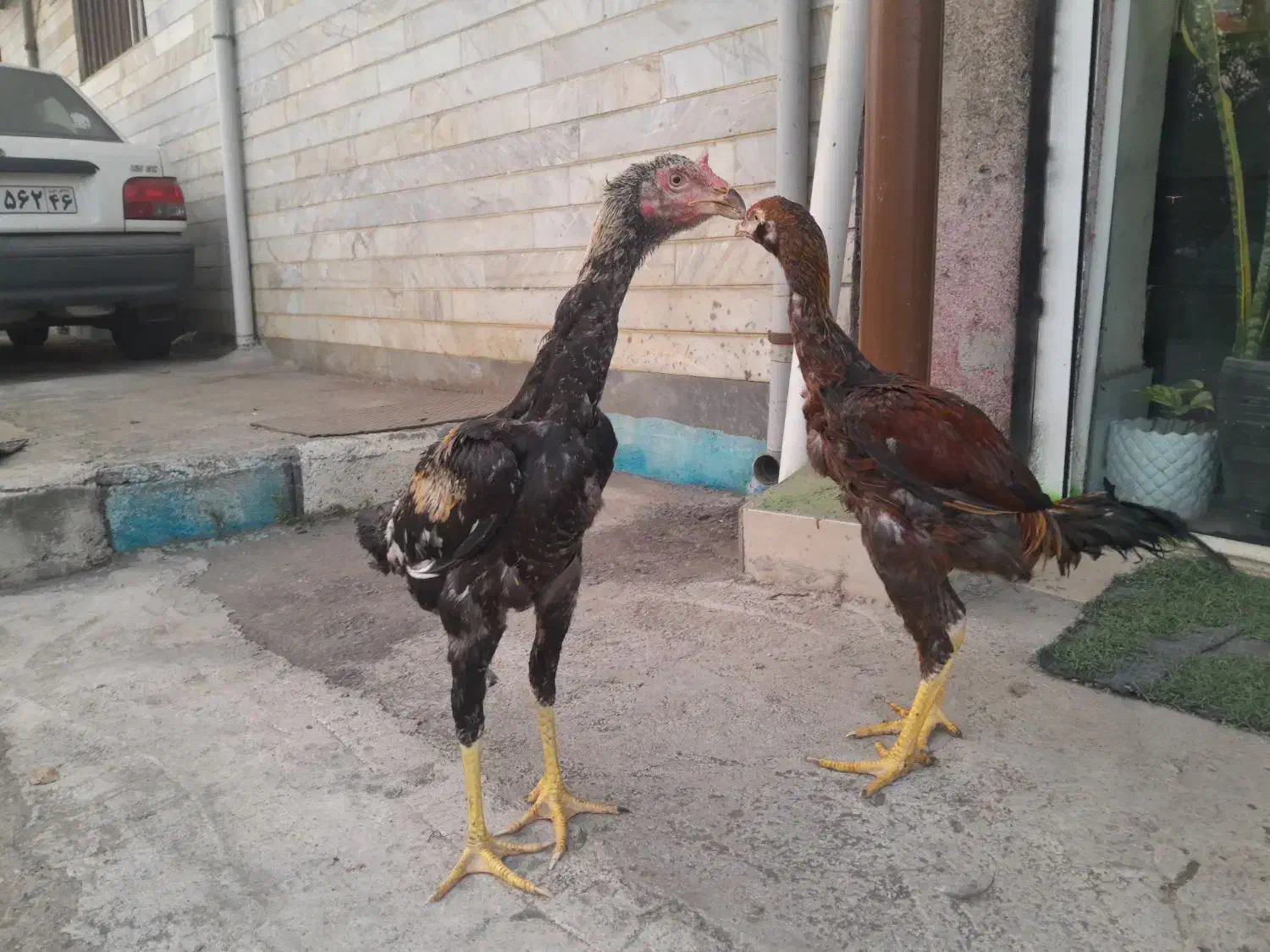 خروس لاری|حیوانات مزرعه|رشت, لاکان|دیوار