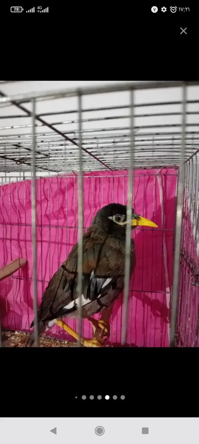 مرغ مینا سخنگو سالم و سلامت|پرنده|رباطکریم, نصیرشهر|دیوار