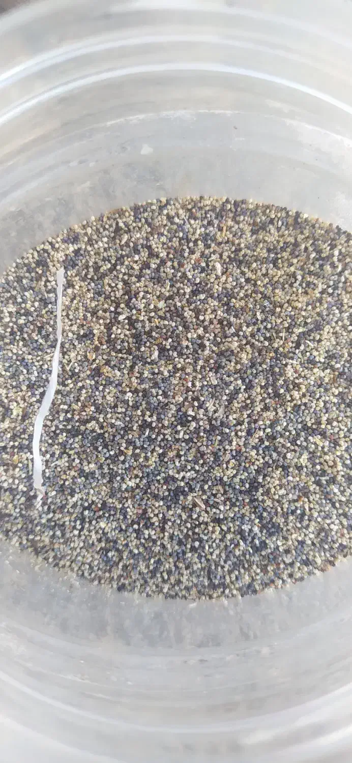 بذر گوجه ای وسفیدبشرط|گل و گیاه طبیعی|خرم‌آباد, |دیوار