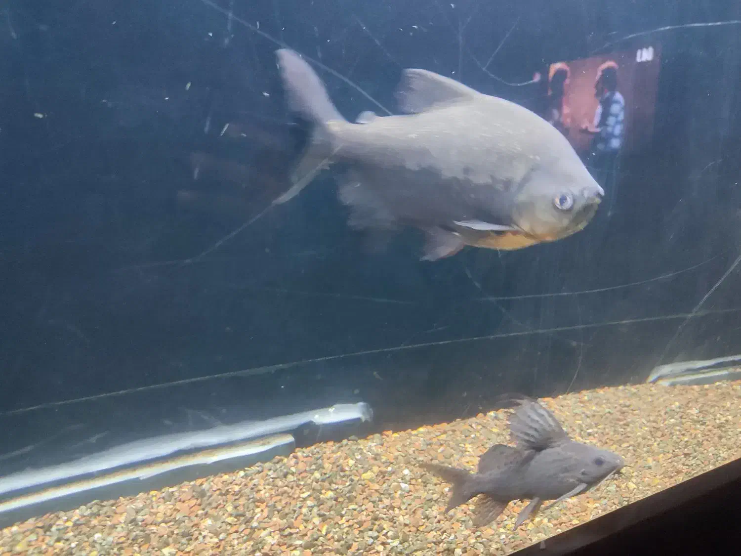 پنکوسی شکاری باله بلند.پیرانا پاکو|ماهی|تربت‌حیدریه, حسنی بالا|دیوار