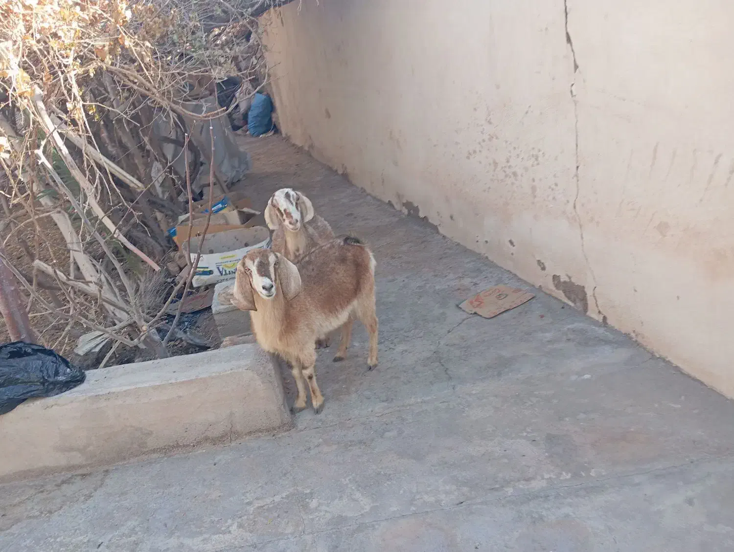 تعداد بز|حیوانات مزرعه|رفسنجان, |دیوار