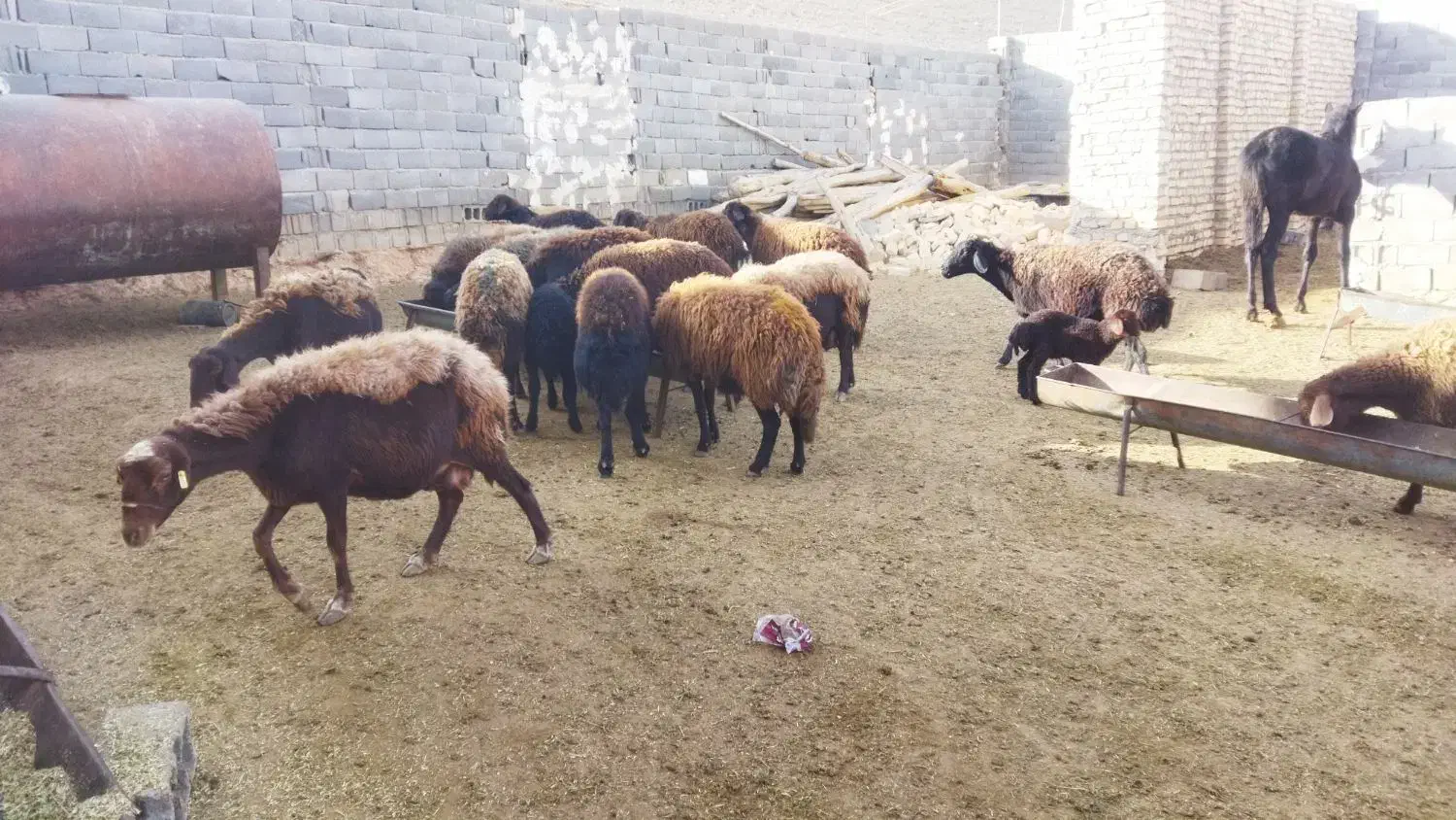 ۲۳عدد میش افشاری جوان درجه یک|حیوانات مزرعه|بجنورد, |دیوار