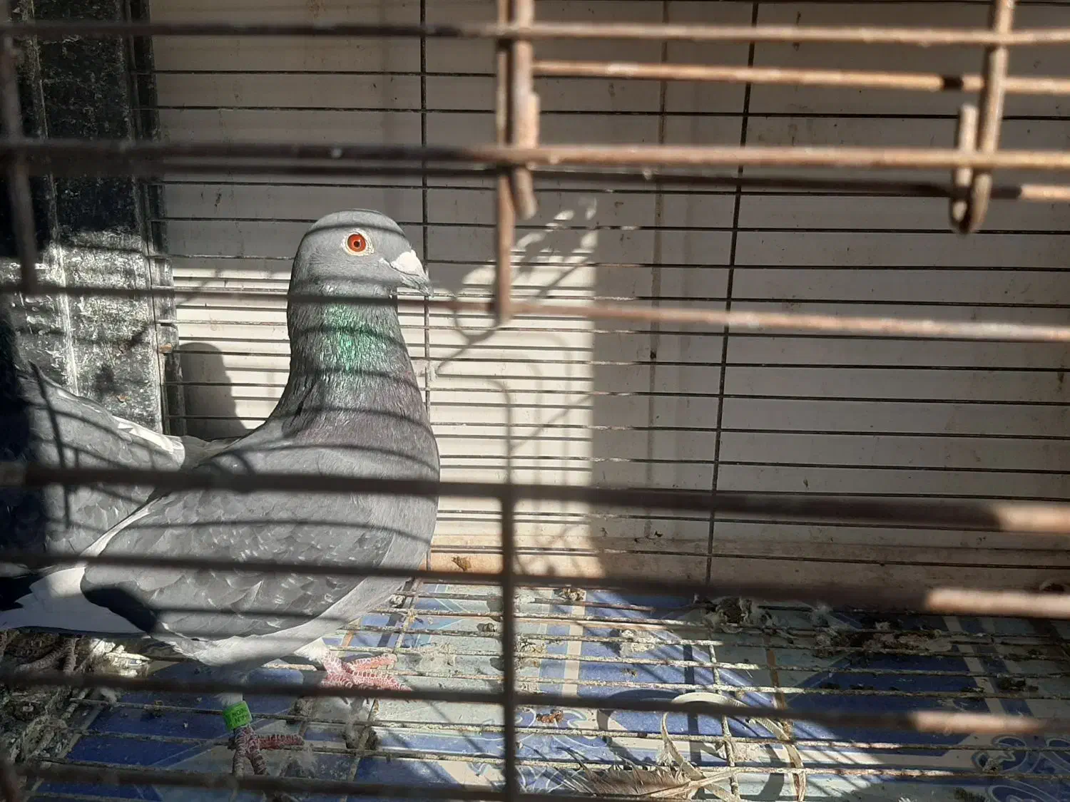 کبوتر پلاکی،مسافتی|پرنده|پاکدشت, پاکدشت (مامازند)|دیوار