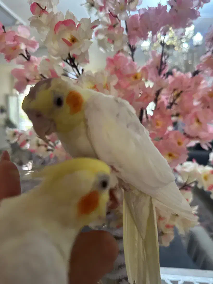 فروش عروس کاملا رام و دستی|پرنده|مشگین شهر, |دیوار