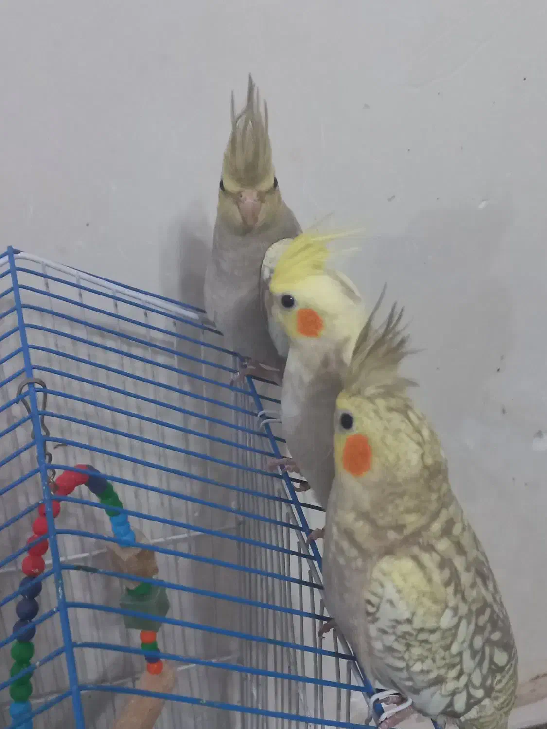 عروس هلندی 3ماهه|پرنده|رشت, جانبازان|دیوار