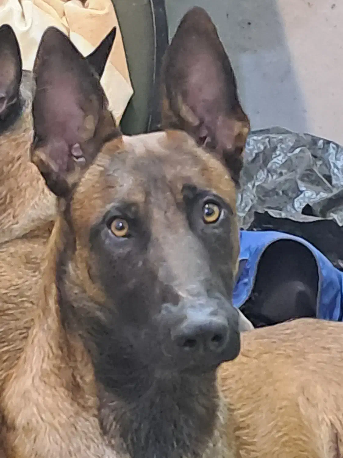 مالینویزهای همه کاره عملیاتی در تمام نیروهای دنیا|سگ|تهران, وحیدیه|دیوار