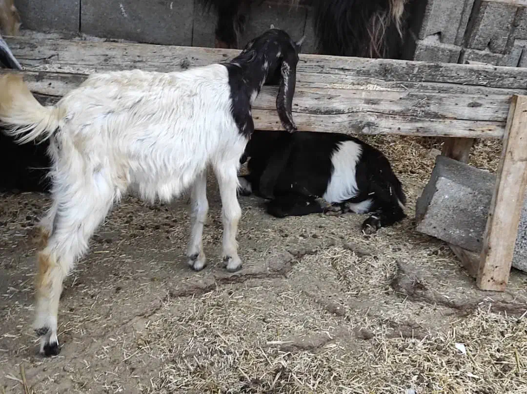 یک عدد کره نر|حیوانات مزرعه|بندر کنگان, |دیوار