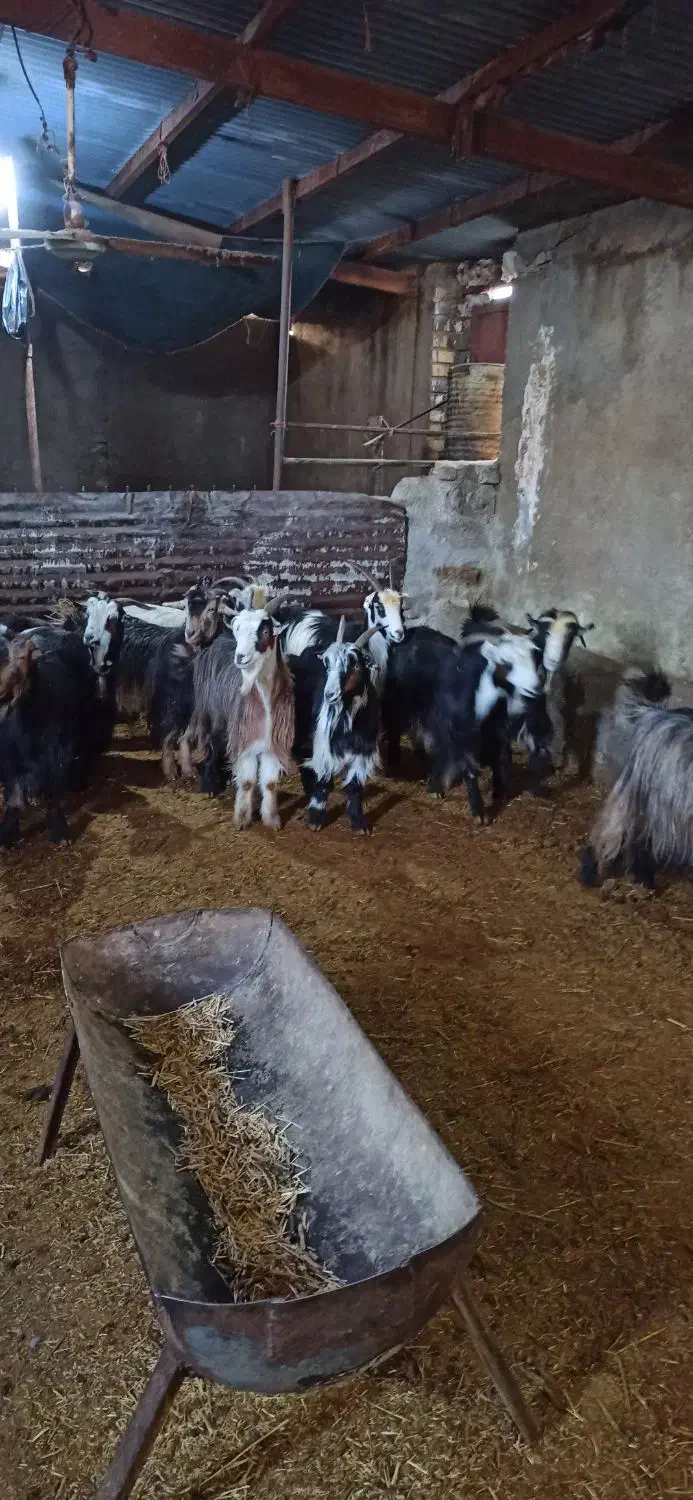 بز و بزغاله|حیوانات مزرعه|بیرانوند, |دیوار