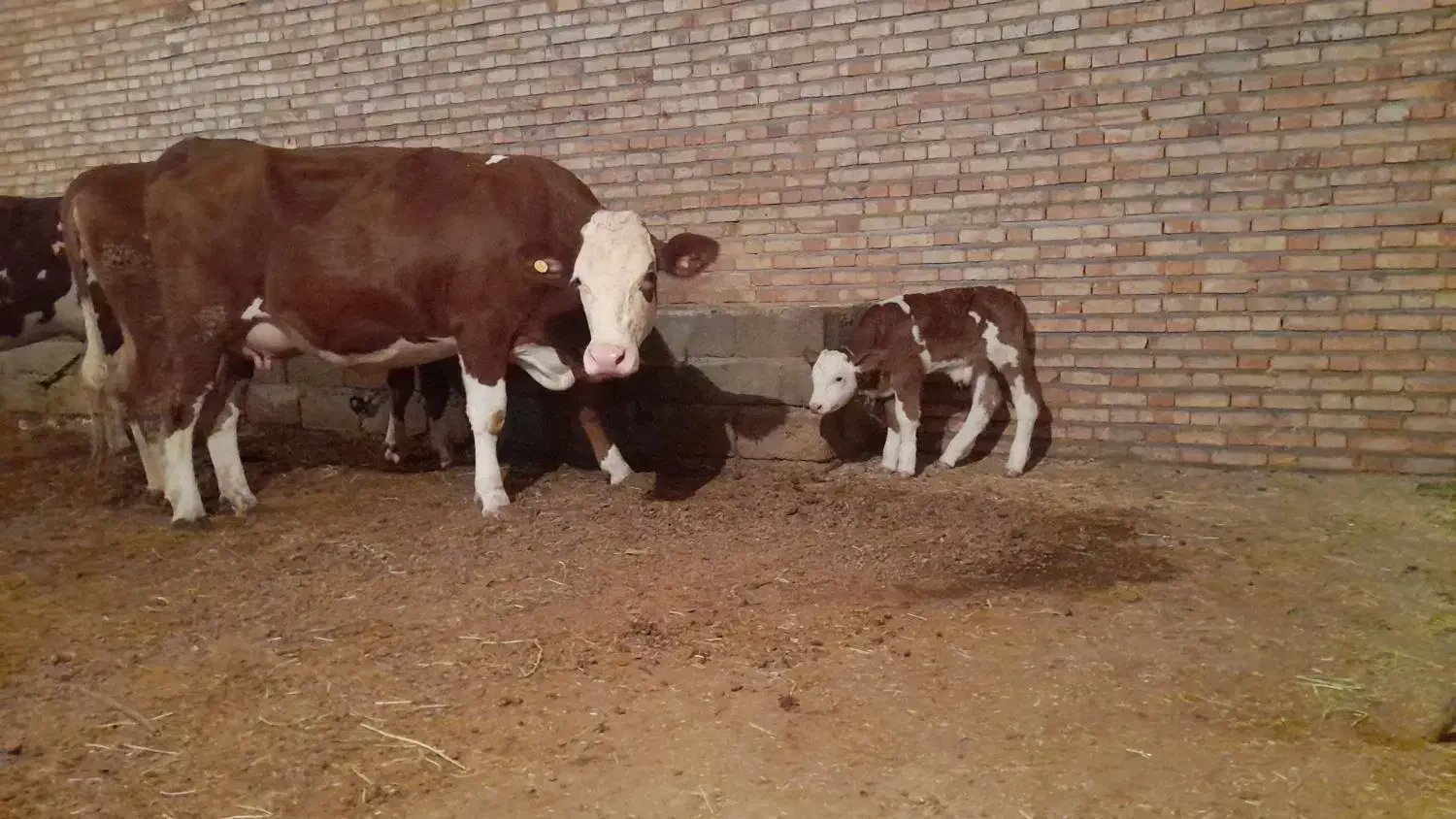 گاو سمینتال با گوساله نر|حیوانات مزرعه|چهاربرج, |دیوار