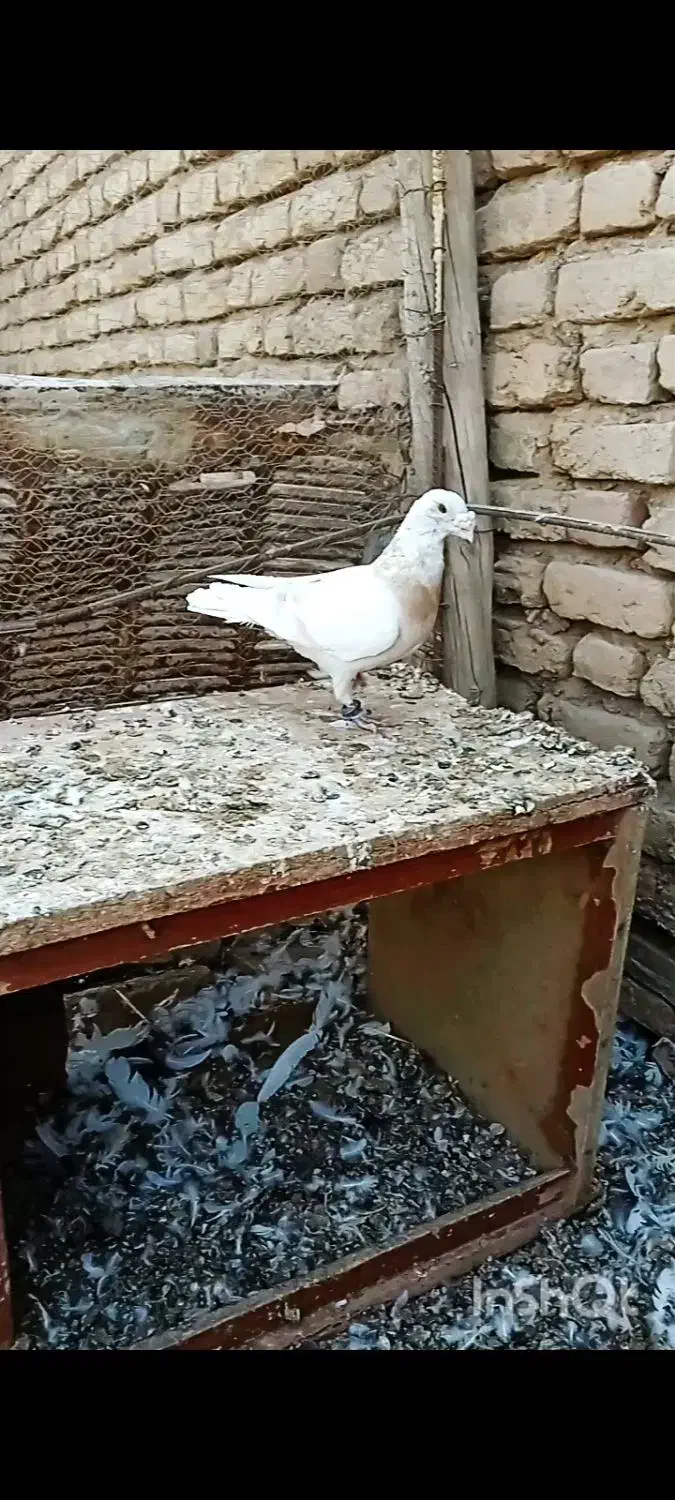 اوقون زرد نر|پرنده|قاسمآباد (خواف), |دیوار