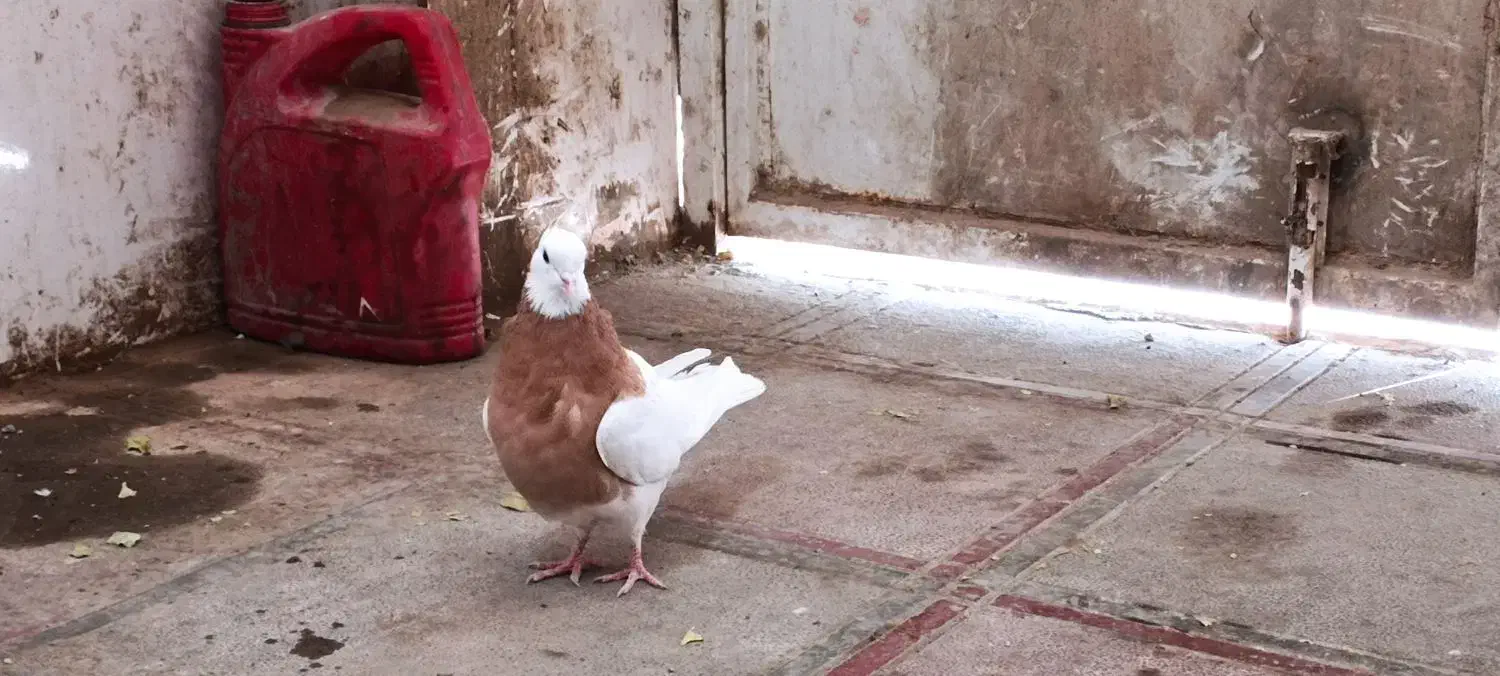 سرحال|پرنده|سبزوار, غرب نیروگاه|دیوار