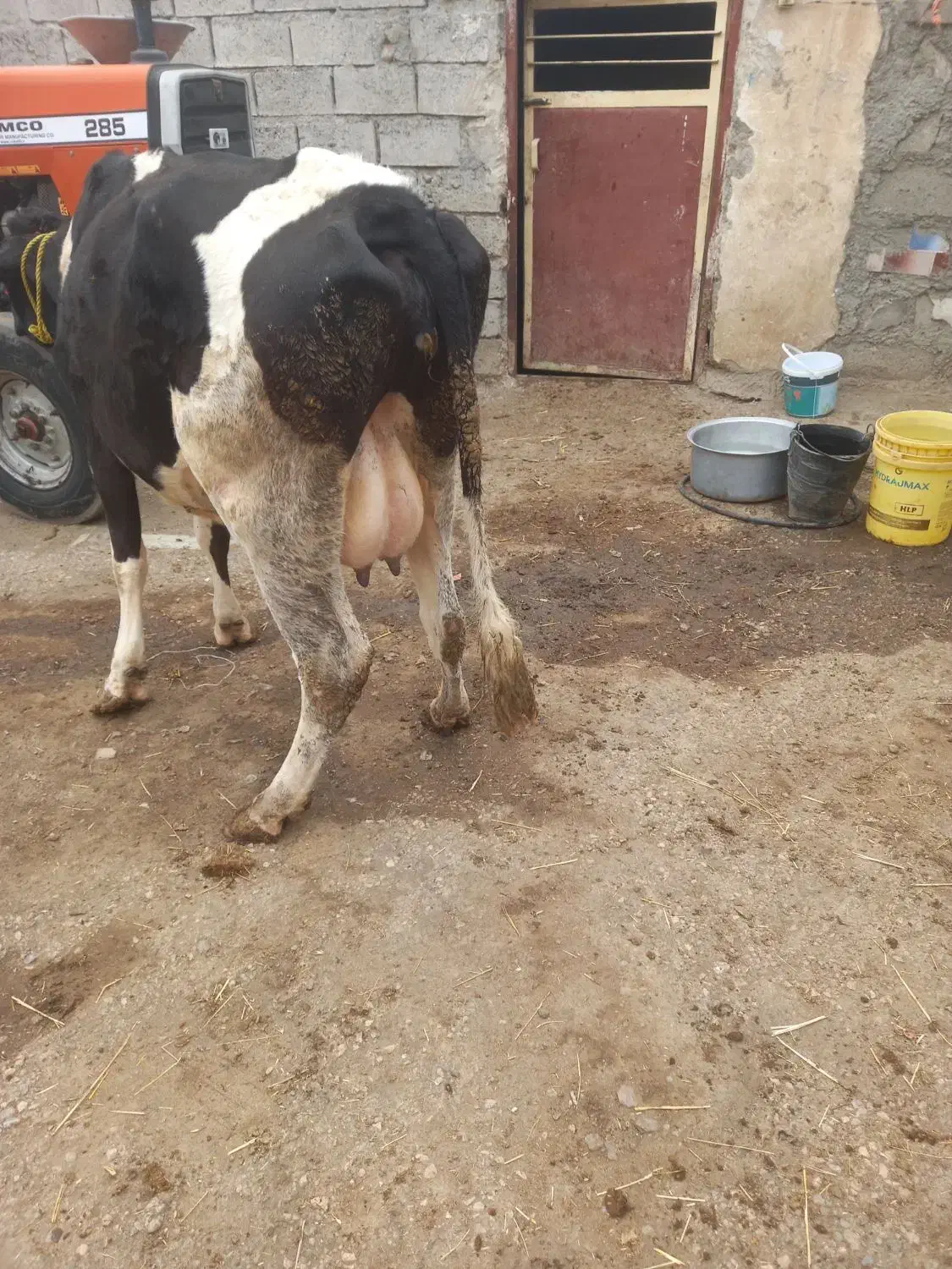 گاو جوان باگوساله ماده|حیوانات مزرعه|ارشق, |دیوار