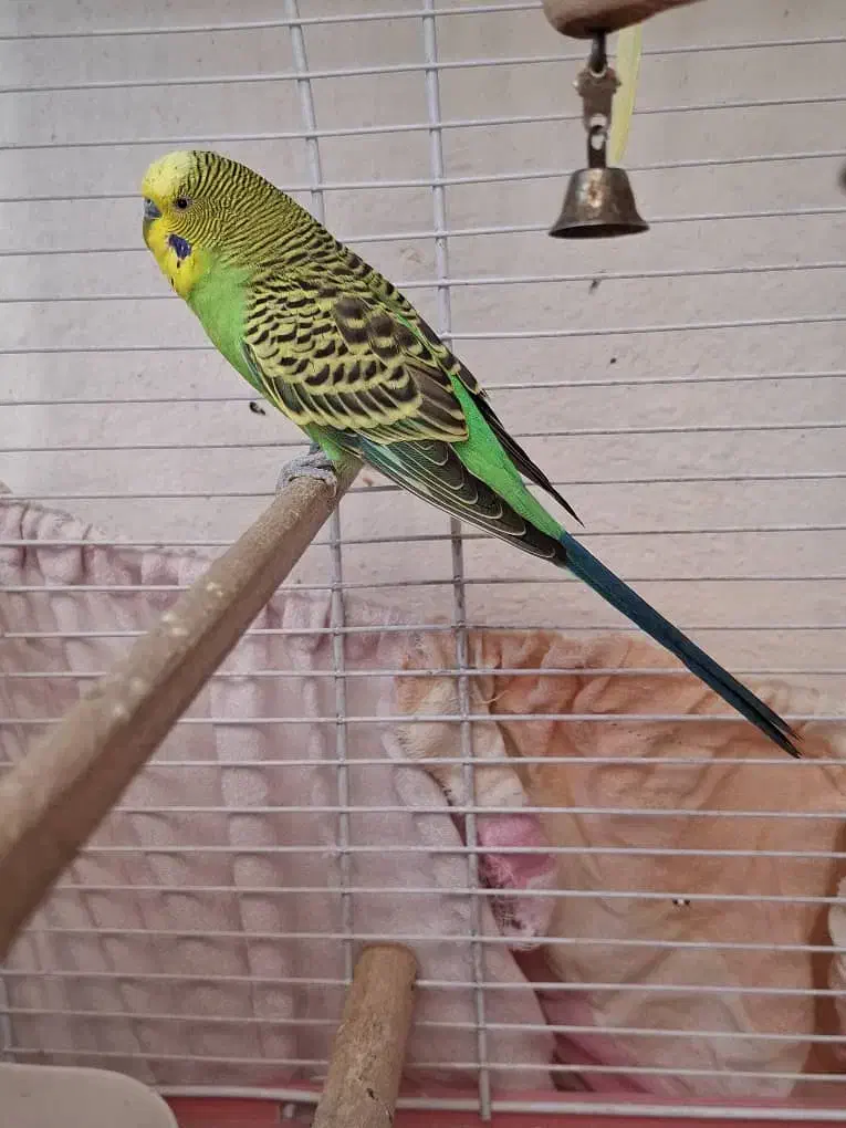 مرغ عشق نر|پرنده|زرقان, |دیوار