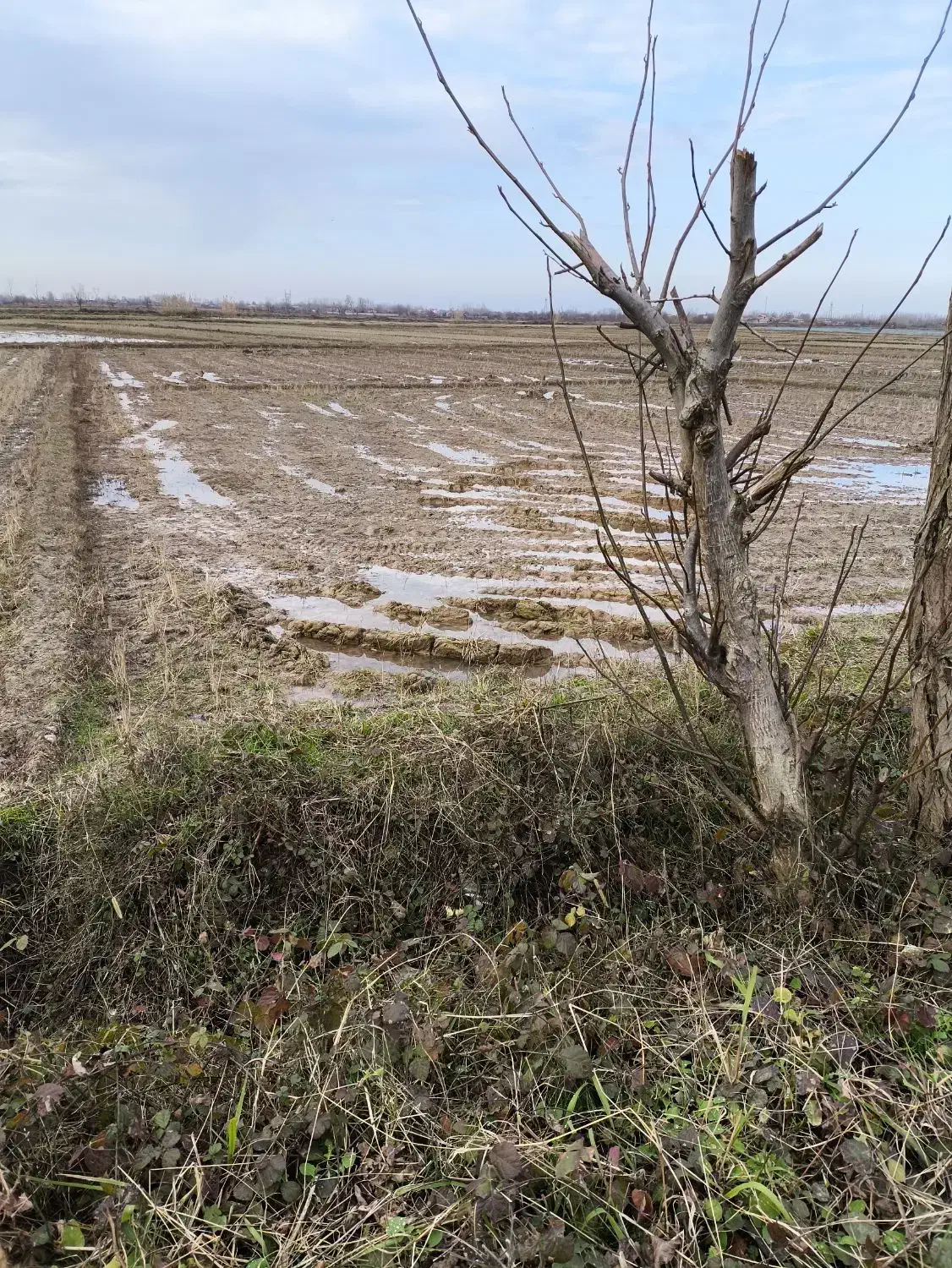 زمین کشاورزی مکانیزه|فروش دفتر صنعتی، کشاورزی، تجاری|لاهیجان, لیالستان|دیوار