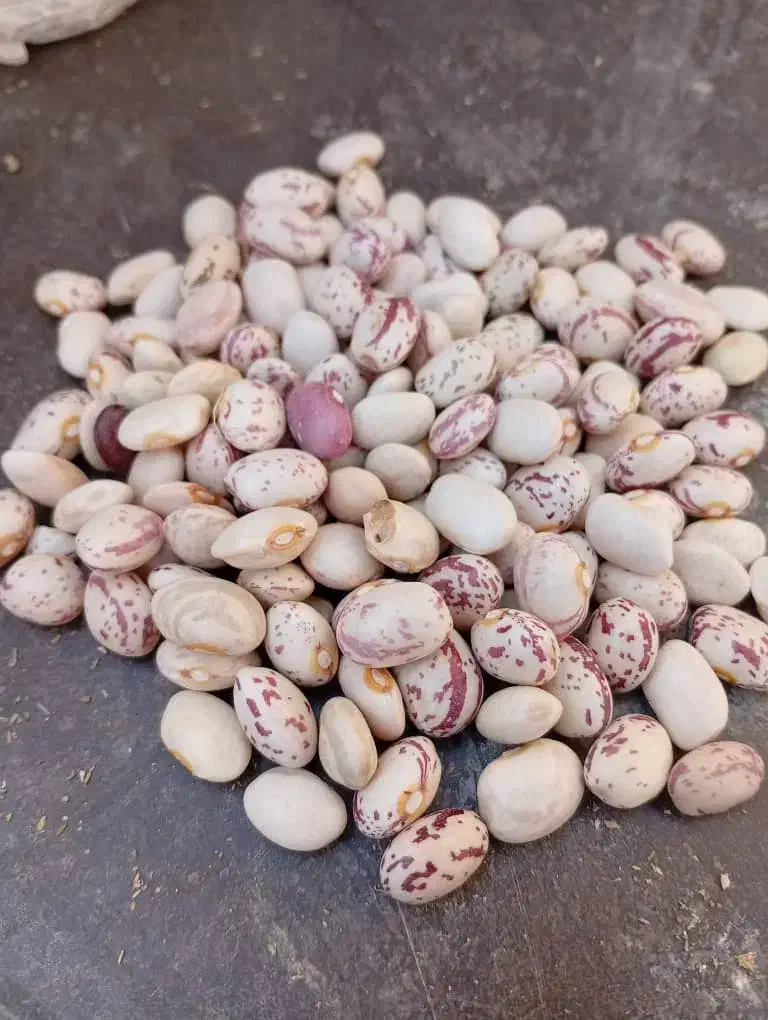 حبوبات و خشک بار انواع لوبیا|عمدهفروشی|بهمن, |دیوار