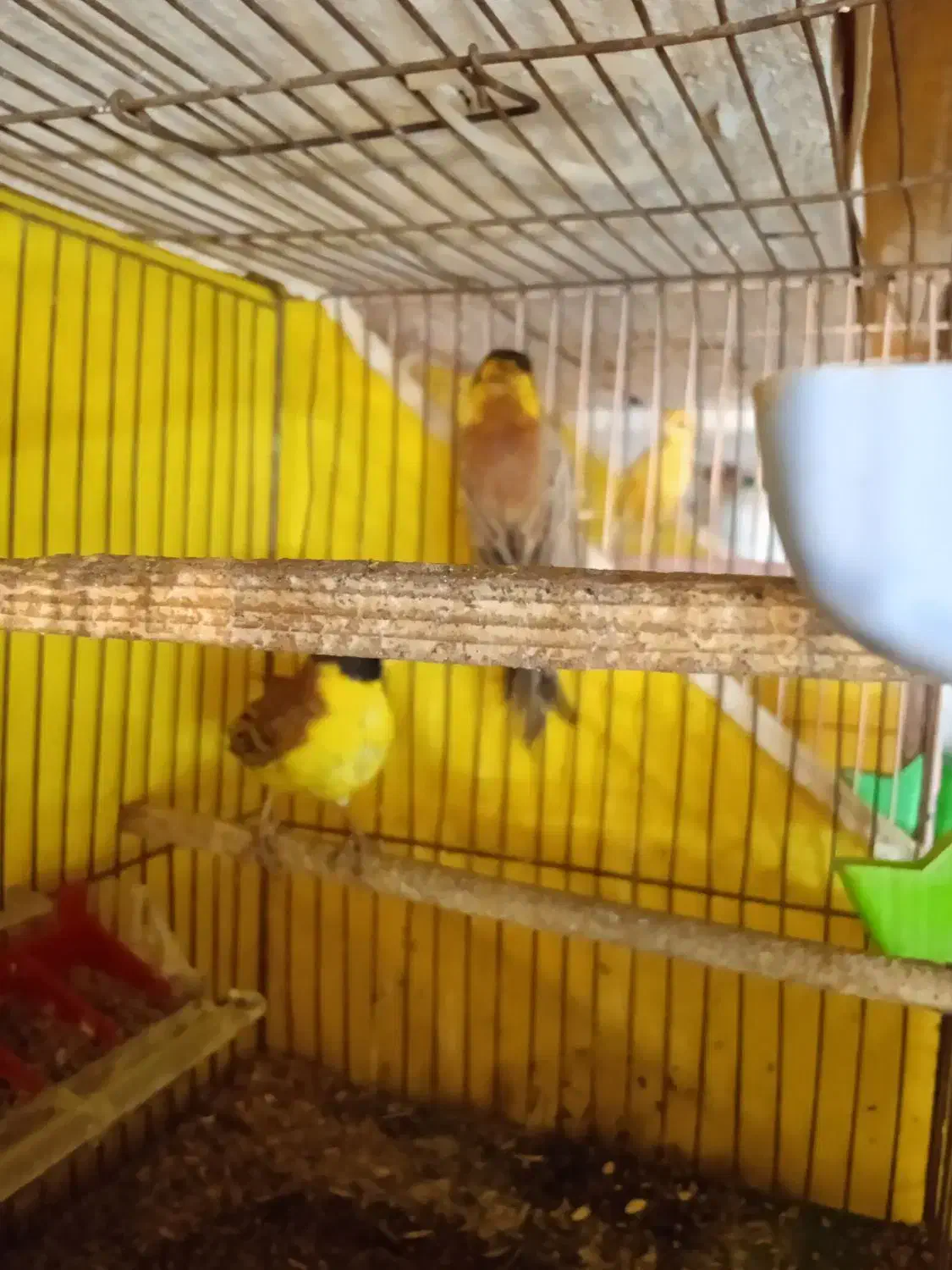 سره نروماده|پرنده|رشت, چمارسرا|دیوار