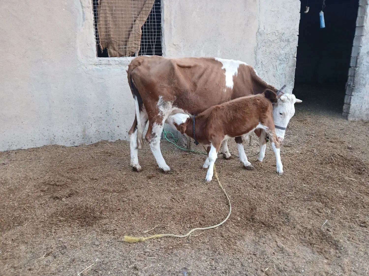 گاوآلمانی شیری همراه باگوساله نر|حیوانات مزرعه|باوی, |دیوار