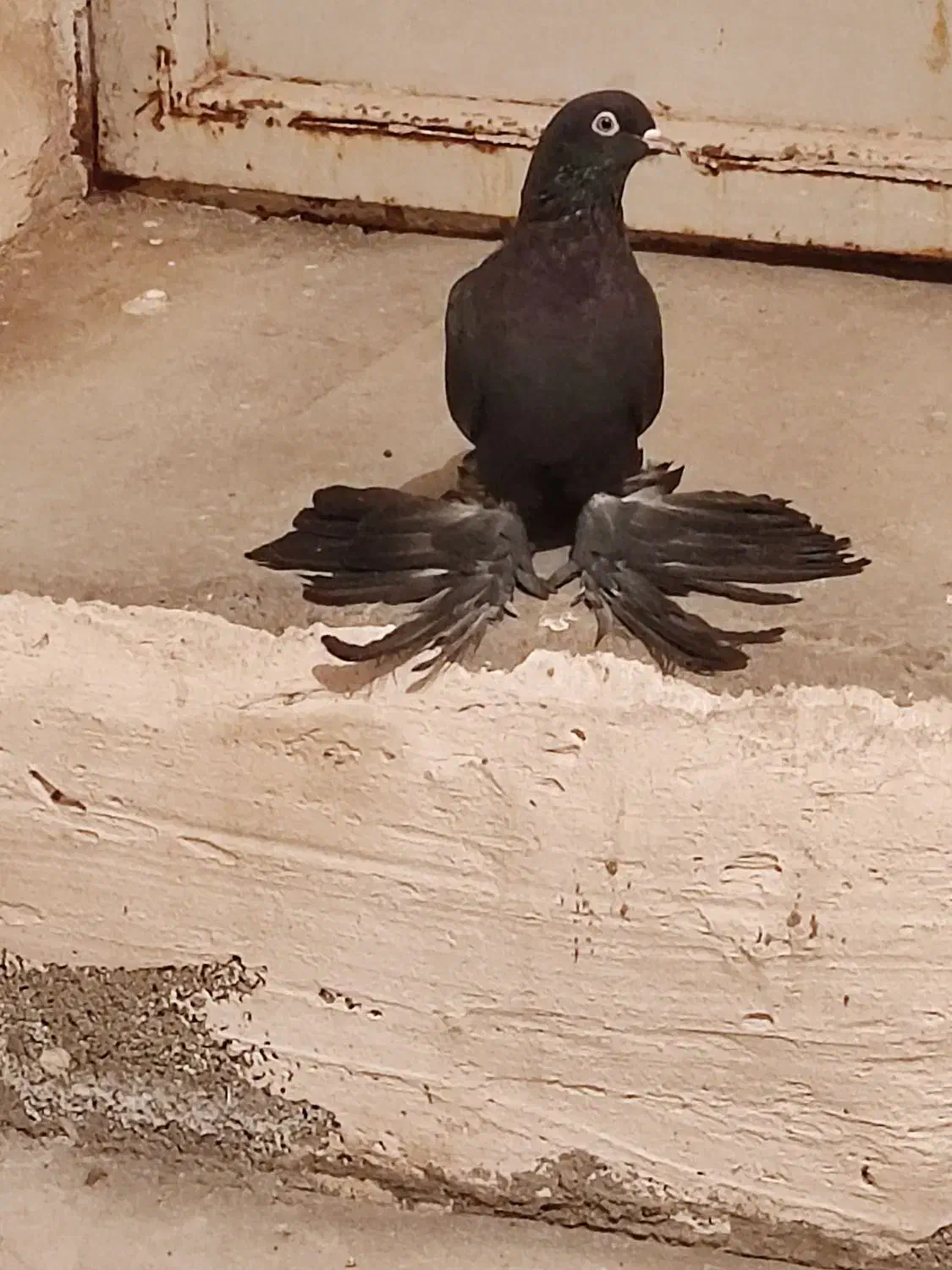 قره مایه اویناخ قیچی لیدی|پرنده|باسمنج, |دیوار