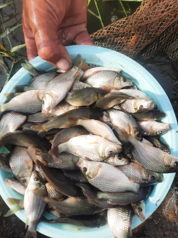 بچه ماهی کپور بشقابی طلایی|ماهی|بابل, |دیوار