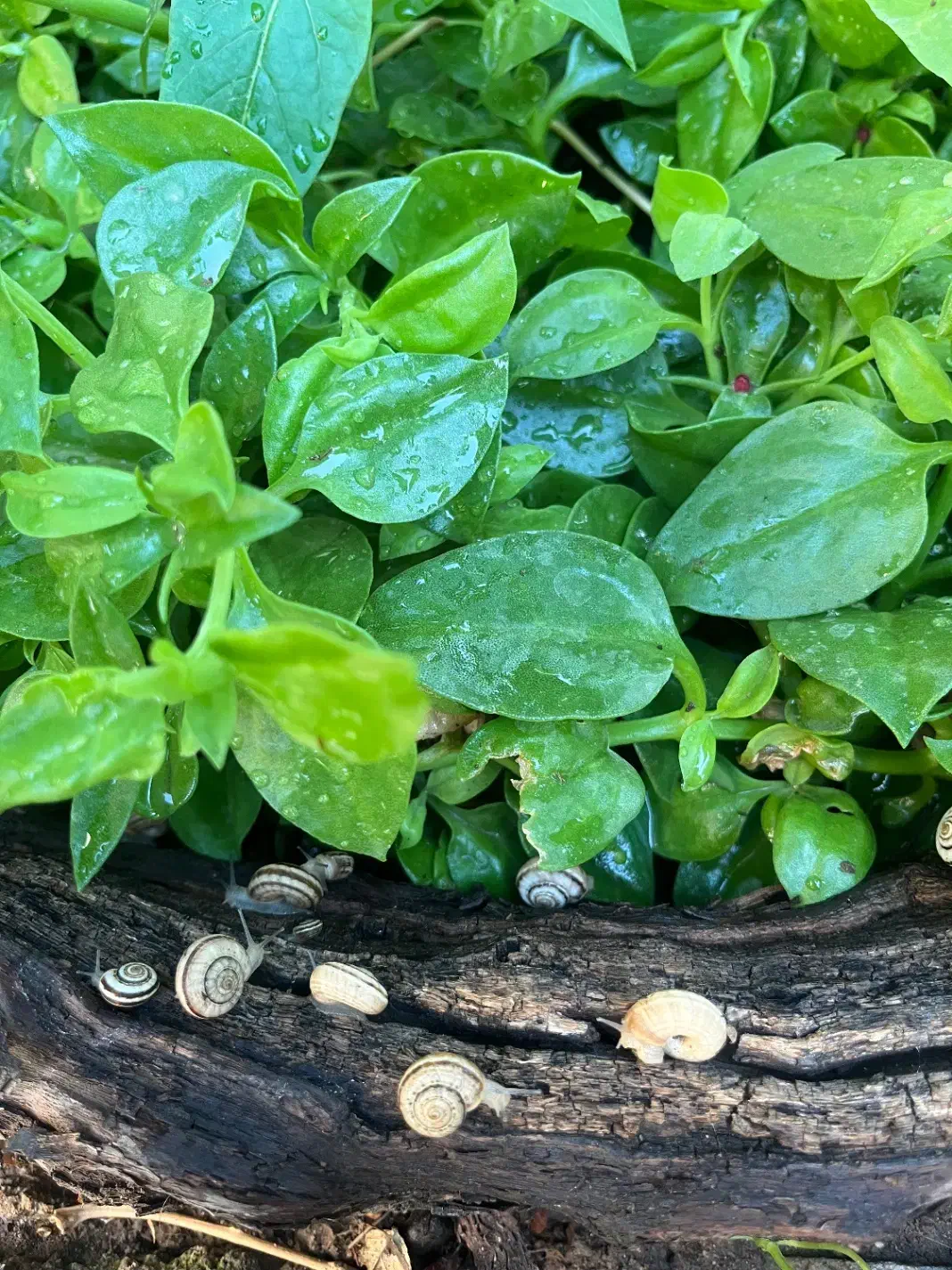 گل سانسوریا پتوس|گل و گیاه طبیعی|محمدیه-قزوین, |دیوار