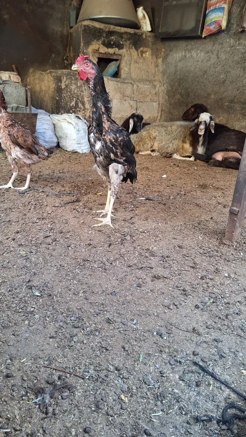 مرغ لاری|حیوانات مزرعه|رامیان, |دیوار