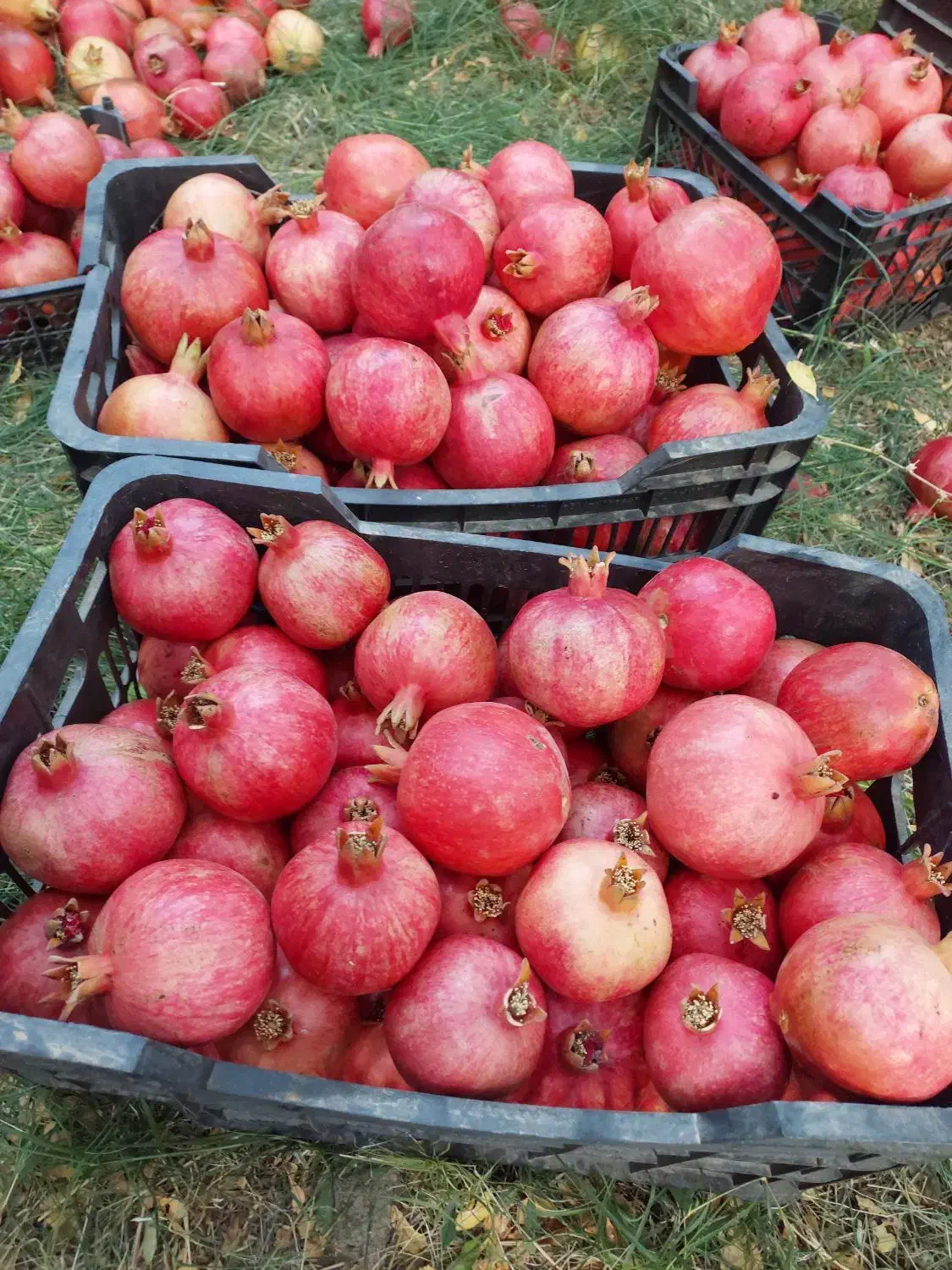 انار دونه سرخ خراشه|خوردنی و آشامیدنی|یزد, |دیوار