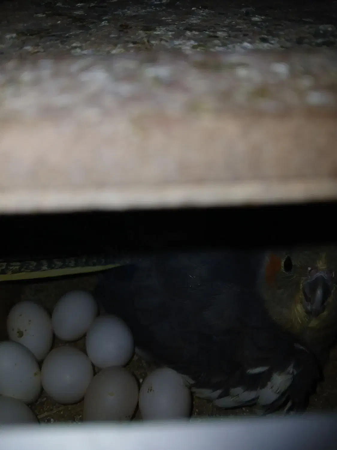 دو جفت عروس هلندی|پرنده|لردگان, |دیوار