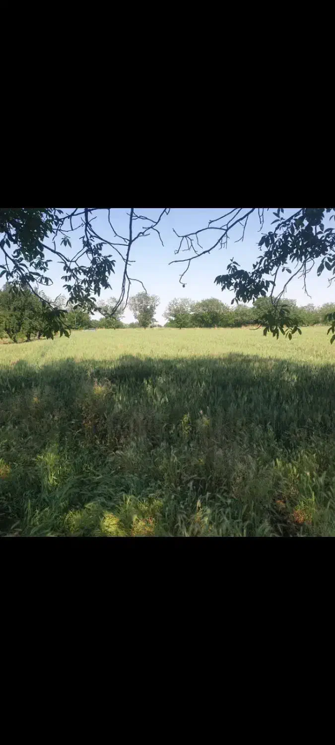 باغ حاصلخیر واقع در عجبشیرمتراژ۷۶۰۰ روستای ششوان|فروش دفتر صنعتی، کشاورزی، تجاری|عجب شیر, |دیوار