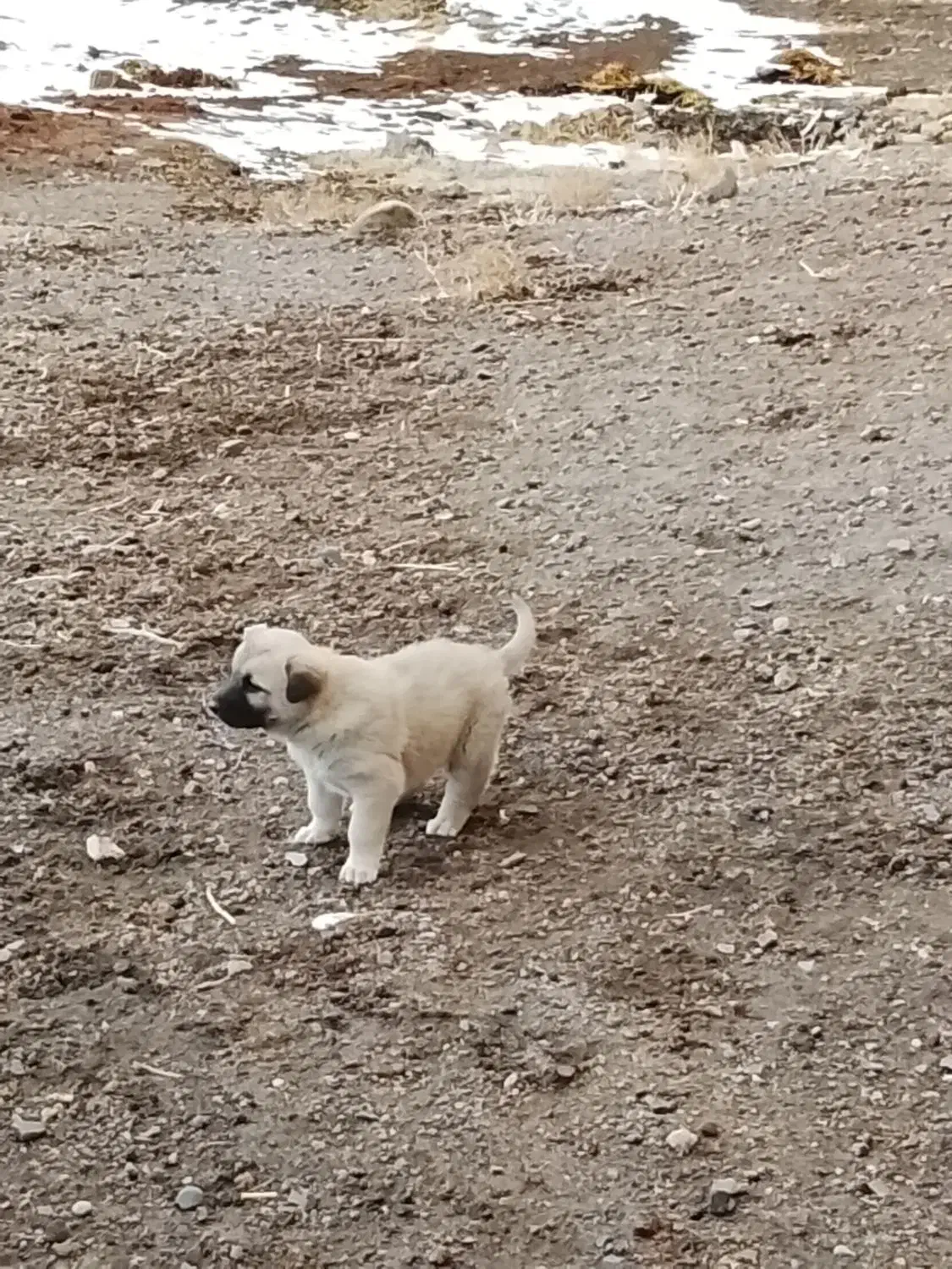 سراب|سگ|سراب, |دیوار