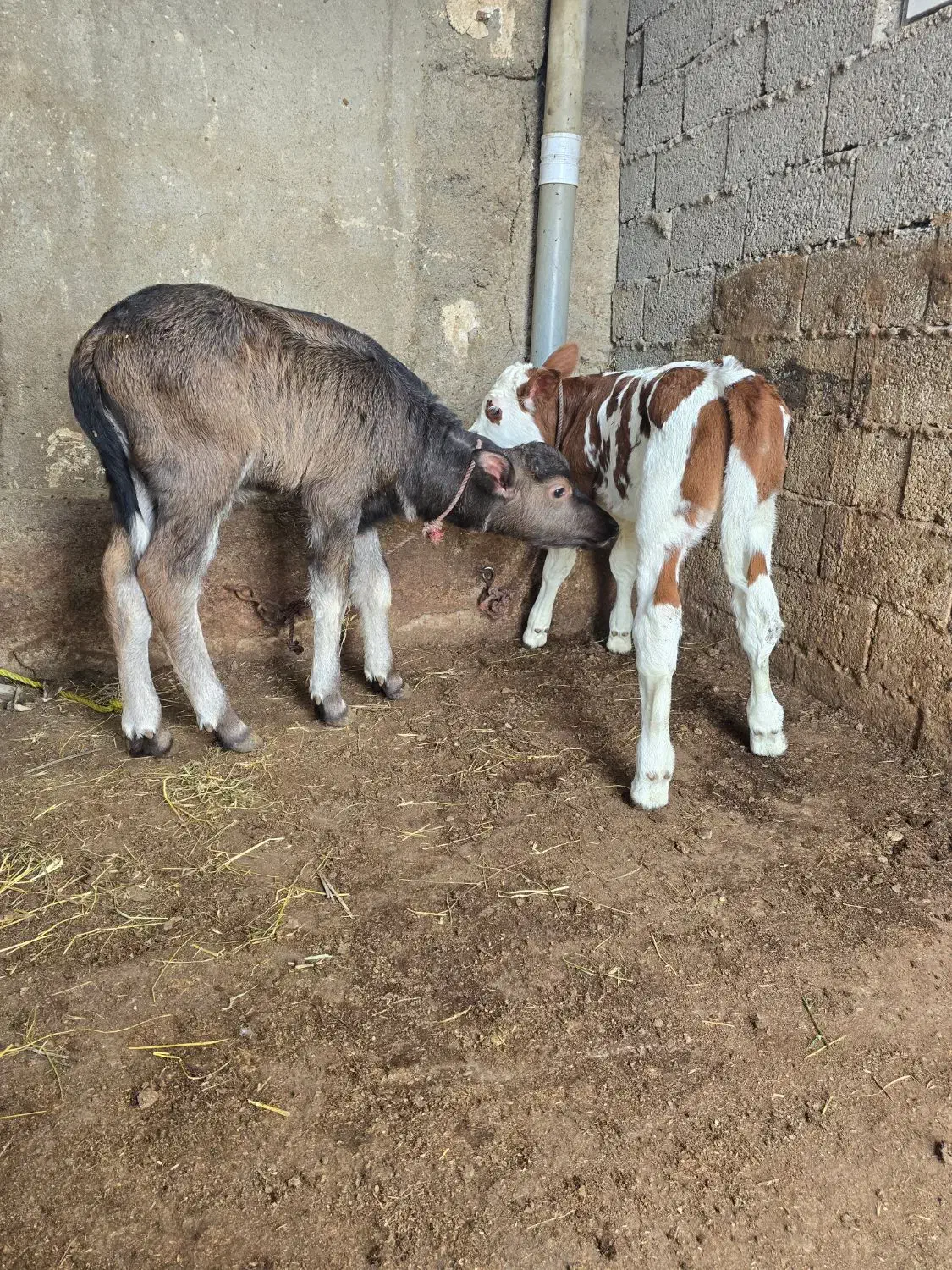 کارگر گاوداری|استخدام صنعتی، فنی، مهندسی|اردبیل, |دیوار